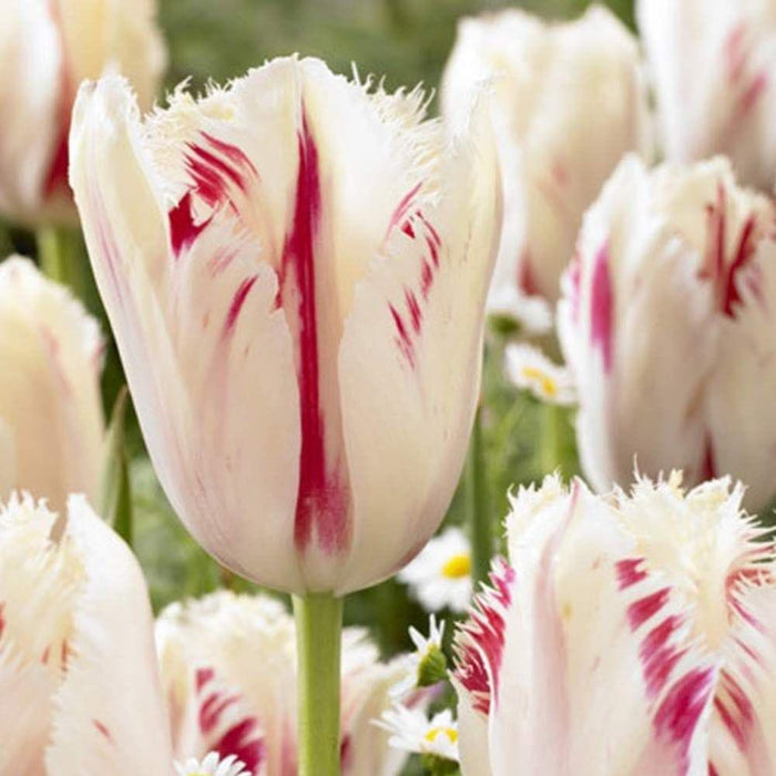 TULIP BULBS,Carousel ,bright white flowers have a bold red feather pattern ! - Caribbeangardenseed