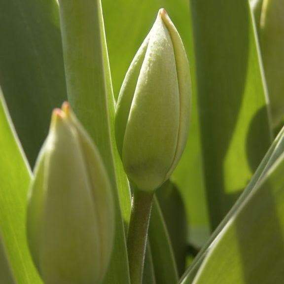Tulip Bulbs 'Darwin Hybrid Cosmopolitan' - Caribbeangardenseed