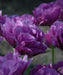 Double Late Blue Spectacle' TULIP Bulbs, Fall PLANTING - Caribbeangardenseed