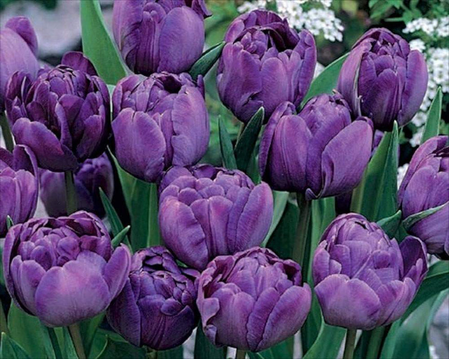 Double Late Blue Spectacle' TULIP Bulbs, Fall PLANTING - Caribbeangardenseed