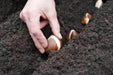 Fantasy Lady Tulip Bulbs ,Double Late, Now Shipping ! - Caribbeangardenseed