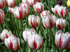 Tulip Bulbs, Happy Generation, Single Late - fall planting - Caribbeangardenseed