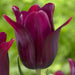 Tulip Bulbs,Lily Flowering Merlot,Impressive Flowers that Bloom Late Spring,NOW SHIPPING ! - Caribbeangardenseed