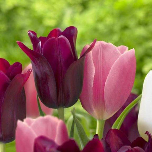 Tulip Bulbs,Lily Flowering Merlot,Impressive Flowers that Bloom Late Spring,NOW SHIPPING ! - Caribbeangardenseed