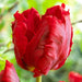 Red Parrot Tulip Bulbs, fall planting - Caribbeangardenseed