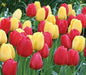 Tulip Bulbs, Red & gold Blend -Single /late Blooming ! - Caribbeangardenseed