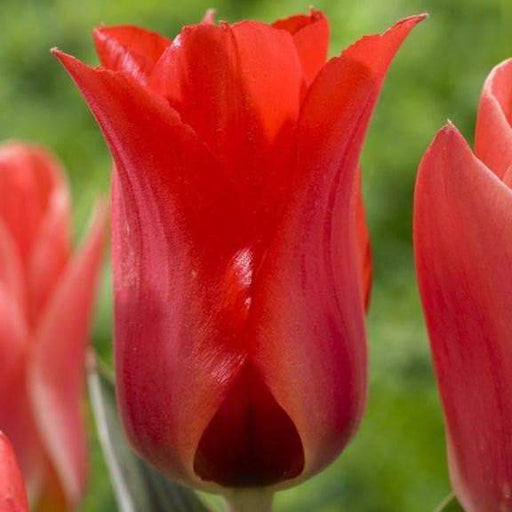 TULIP Bulbs , Red Riding Hood/Mary Ann, Early Blooming,12/+cm,Plant Autumn for great results in the Spring, NOW SHIPPING ! - Caribbeangardenseed