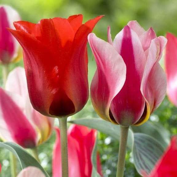 TULIP Bulbs , Red Riding Hood/Mary Ann, Early Blooming,12/+cm,Plant Autumn for great results in the Spring, NOW SHIPPING ! - Caribbeangardenseed
