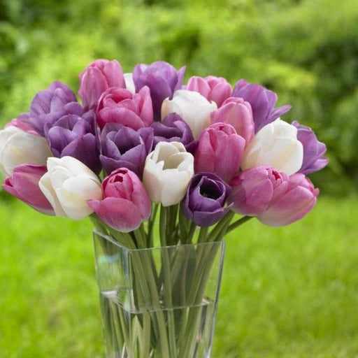 Tulip Bulbs, Single Late, "Sauternes" (12/+cm) Lipstick pink/white base, Fall planting, Now Shipping ! - Caribbeangardenseed