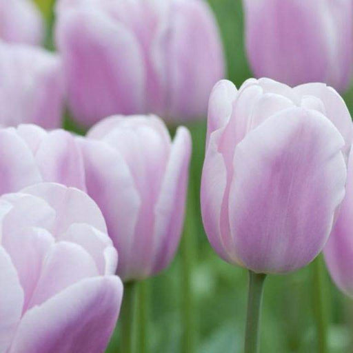 Tulip Bulbs,Synaeda Amor (12/+cm) soft pink,, Fall planting, Now Shipping ! - Caribbeangardenseed