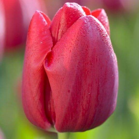 Tulip Bulbs, Bastogne -Fall Planting/ bloom Late spring - Caribbeangardenseed