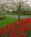 Tulip Bulbs, Bastogne -Fall Planting/ bloom Late spring - Caribbeangardenseed