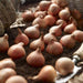 Queen of the Nigh ,Tulip Bulbs (Single Late) fall planting - Caribbeangardenseed