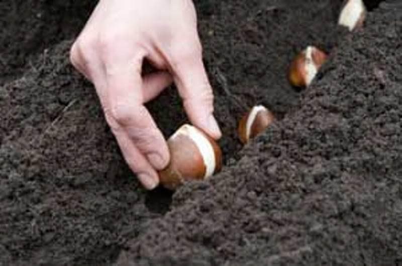 Queen of the Nigh ,Tulip Bulbs (Single Late) fall planting - Caribbeangardenseed