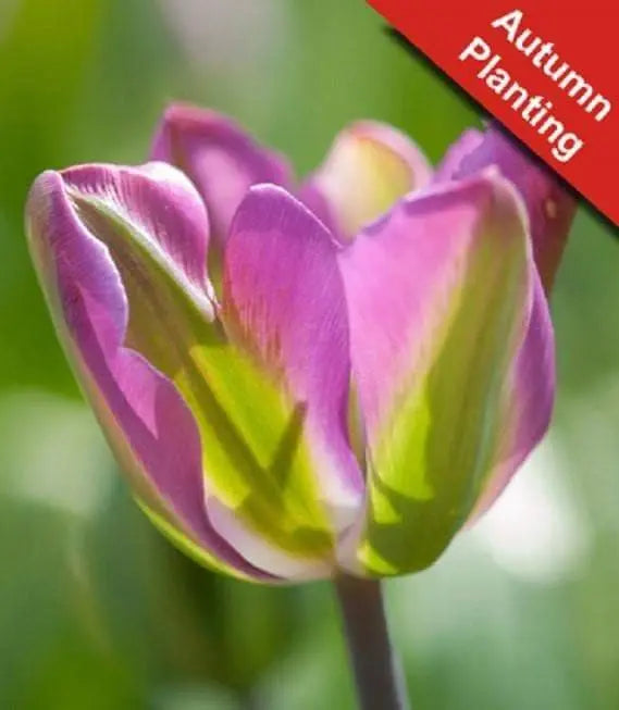 Tulip Bulbs 'Night Rider, Fall Planting Bulbs. Shipping now! - Caribbeangardenseed