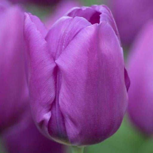 Tulip Blue Beauty BULBS" Fall PLANTING ,SRRING FLOWERING! - Caribbeangardenseed