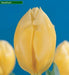 Tulip Bulbs, Fosteriana Sweetheart, Now Shipping ! - Caribbeangardenseed