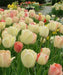 Tulip Bulbs 'Tulipa - Silverstream" Fall Planting Bulbs,12/+cm,NOW SHIPPING! - Caribbeangardenseed