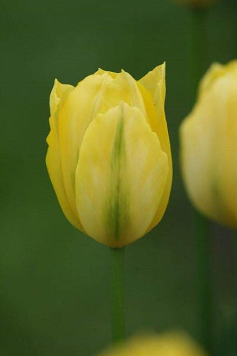 Yellow Spring Green ,Tulip Bulbs , Fall Planting - Caribbeangardenseed