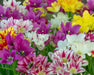 Tulip 'Club Mixture' Bulbs,bunch flowering - Caribbeangardenseed