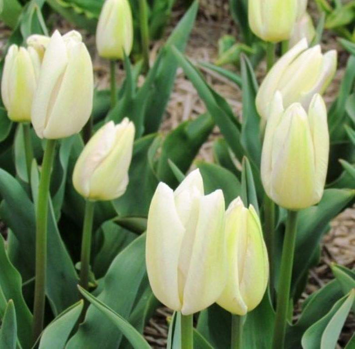 Tulip Creme Flag(Bulbs),12/+cm,Mid-Spring Great for Forcing and Cut Flowers - Caribbeangardenseed