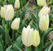 Tulip Creme Flag(Bulbs),12/+cm,Mid-Spring Great for Forcing and Cut Flowers - Caribbeangardenseed