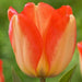 Tulip Darwin Hybrid "American Dream" Bloom Mid/Late Spring - Caribbeangardenseed