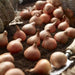 Tulip Darwin Hybrid Apricot Delight (Bulbs) Midseason flowering, Fall planting, Now Shipping ! - Caribbeangardenseed