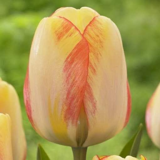 Tulip Darwin Hybrid "Beauty of Spring" - Caribbeangardenseed