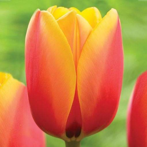 Tulip Darwin Hybrid Oxford Elite -Fall Bulbs - Caribbeangardenseed