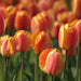 Tulip Darwin Hybrid Oxford Elite -Fall Bulbs - Caribbeangardenseed