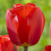 Tulip Darwin Hybrid Oxford-Great for Bouquets,Large Blooms ,Excellent Cut Flowers. Mid Spring 12+/cm Fall Bulbs Now shipping - Caribbeangardenseed