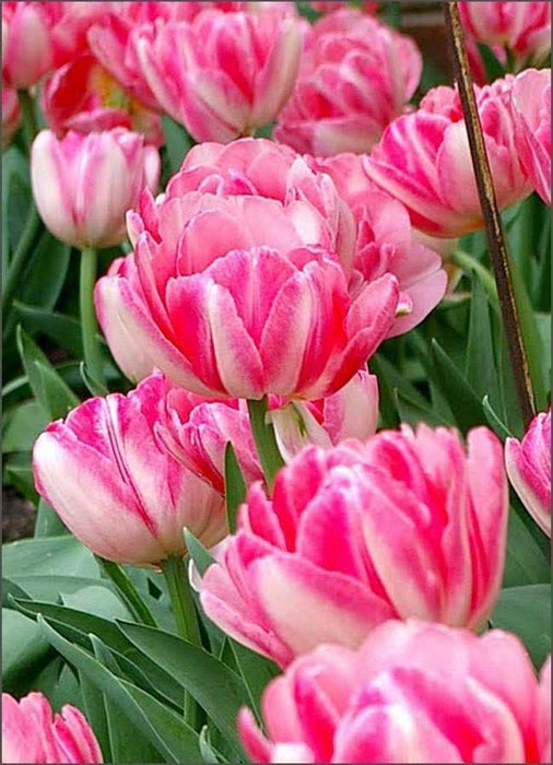 Tulip Double Foxtrot ( Bulbs) Early Blooming,12/+cm - Caribbeangardenseed