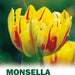 Tulip Bulbs, Double Monsella, FALL PLANTING BULBS ! - Caribbeangardenseed