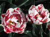 Tulip Double Late "Carnaval De Nice" RHS Award of Garden Merit,fall Planting Bulbs, NOW SHIPPING! - Caribbeangardenseed