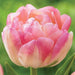 Tulip Double Late "CREME UPSTAR" fall Planting Bulbs, ! - Caribbeangardenseed