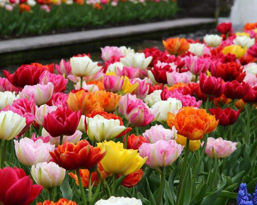 Tulip double MIXTURE ( Bulbs) Blooming Spring ,12/+cm, - Caribbeangardenseed