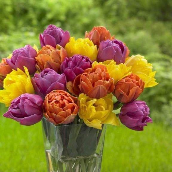Tulip Double Late "Pippa Mix"Fall planting Bulbs, - Caribbeangardenseed