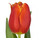 Tulip bulbs,‘Esta Bonita - Caribbeangardenseed