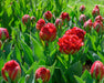 ICE CREAM Strawberry' Tulip (Bulbs) FALL PLANTING - Caribbeangardenseed