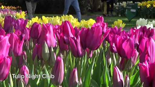 Tulip Night Club Bulbs, Multiple flowers, FALL PLANTING - Caribbeangardenseed