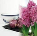Pink Hyacinth .Indoor Growing Kit ,3 Bulbs with Delft Ceramic Bowl - Caribbeangardenseed