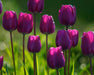 Purple Flag Tulip ( Bulbs) Early Blooming,12/+cm ! FALL PLANTING - Caribbeangardenseed