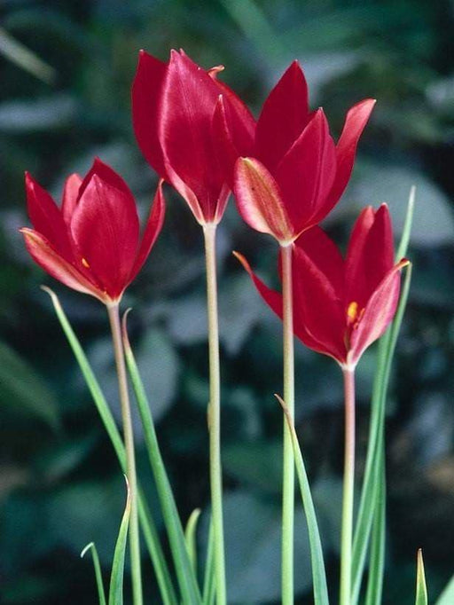 TULIP SEEDS,Sprenger tulip (Tulipa sprengeri) persistent self-seeding. bright red pointed petals add distinctive color to the rock garden. - Caribbeangardenseed