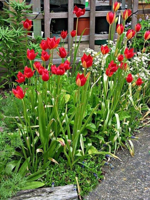 TULIP SEEDS,Sprenger tulip (Tulipa sprengeri) persistent self-seeding. bright red pointed petals add distinctive color to the rock garden. - Caribbeangardenseed