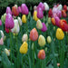 Tulip Triumph "Bright Mix" Mid-Season Blooming, Flower Bulbs - Caribbeangardenseed