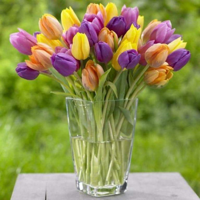 Tulip Triumph "Bright Mix" Mid-Season Blooming, Flower Bulbs - Caribbeangardenseed