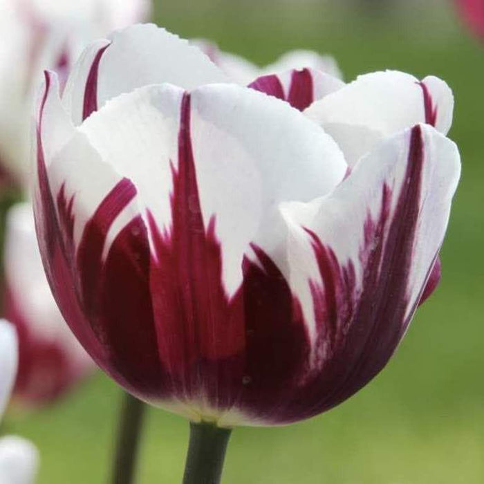 Tulip Triumph Bulb - Rem's Favourite (Bulbs),12/+cm, Now shipping ! - Caribbeangardenseed