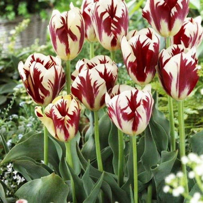 Tulip Triumph Grand Perfection -Tulip Bulbs,Topsize /Flowers Midseason/Fall Planting/Now shipping ! - Caribbeangardenseed