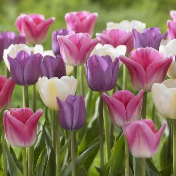 Tulip Triumph Soft Beauty Mix (Bulbs) Mid-Season Blooming,12/+cm,NOW SHIPPING - Caribbeangardenseed